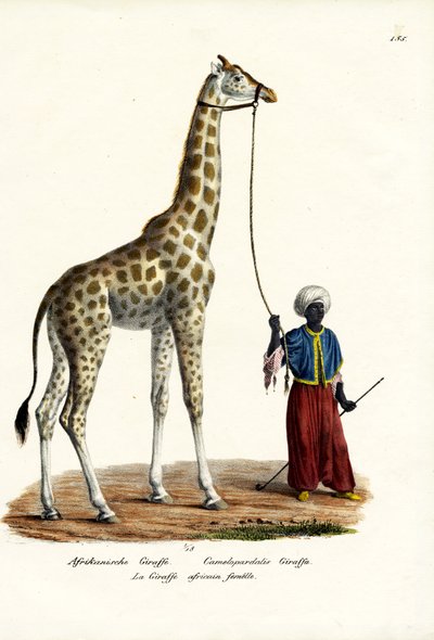 Giraffe von Karl Joseph Brodtmann